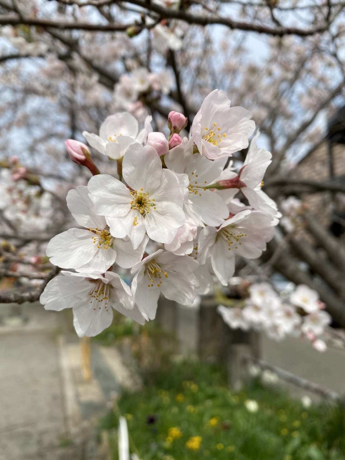 桜が咲いてきましたね！