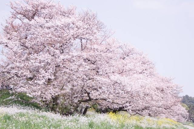 【春】学んでいこう！
