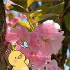 【春】桜を満喫しちゃおう 